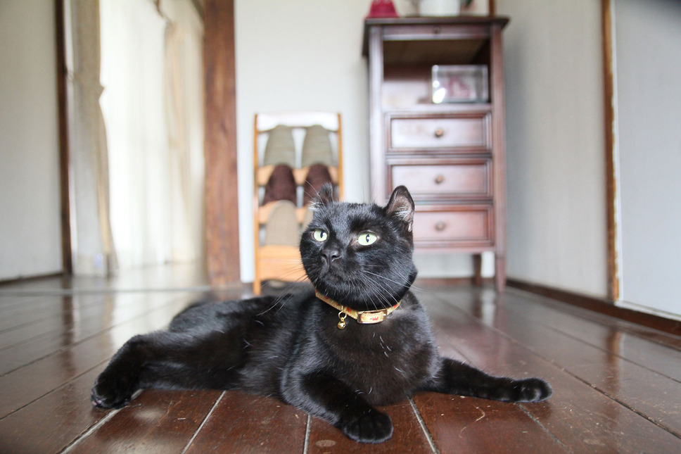 愛しのノラ～幸せのめぐり逢い～ 4枚目の写真・画像