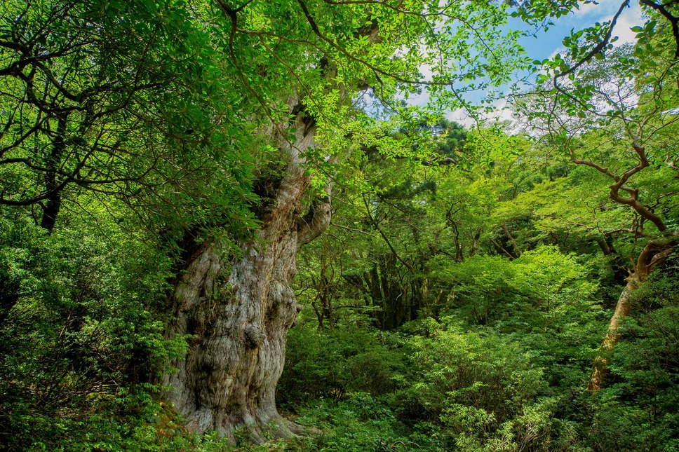 ピース・ニッポン 2枚目の写真・画像