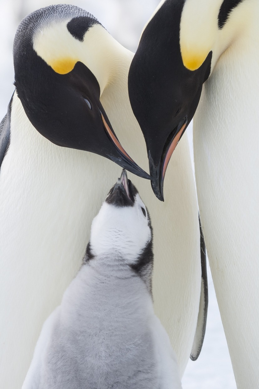 皇帝ペンギン ただいま 6枚目の写真・画像