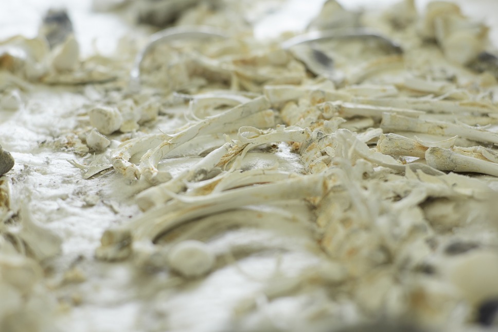 形のない骨 8枚目の写真・画像