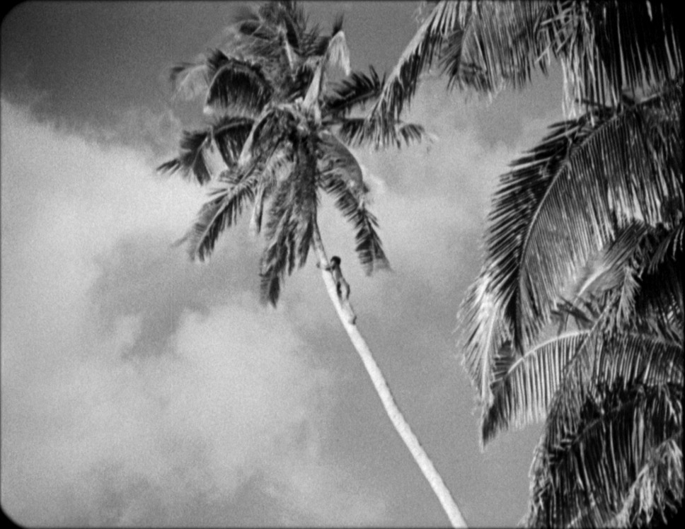 モアナ～南海の歓喜～ 4枚目の写真・画像