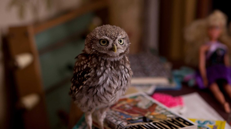 マチルド、翼を広げ 5枚目の写真・画像