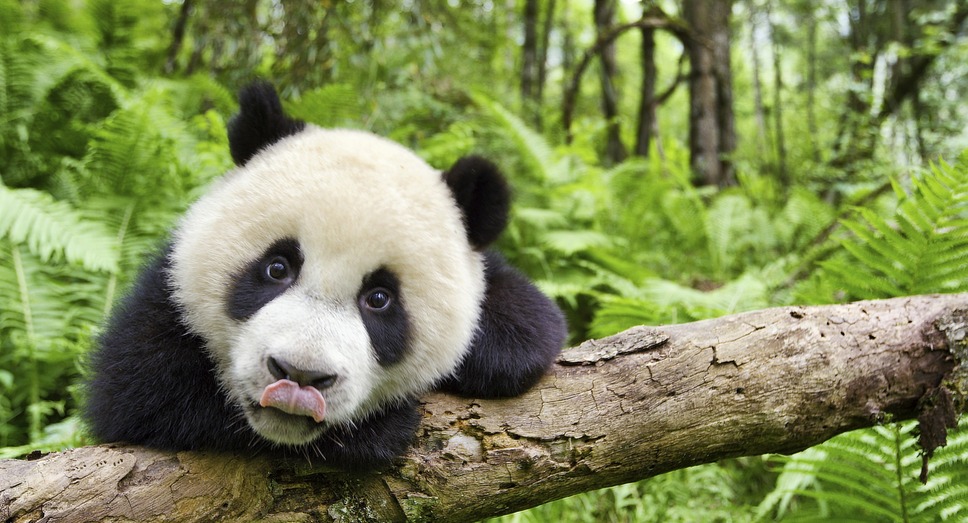 アース：アメイジング・デイ 1枚目の写真・画像