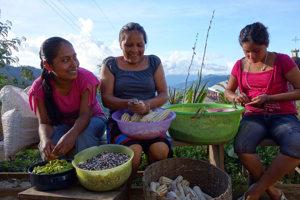 シード ～生命の糧～ 3枚目の写真・画像