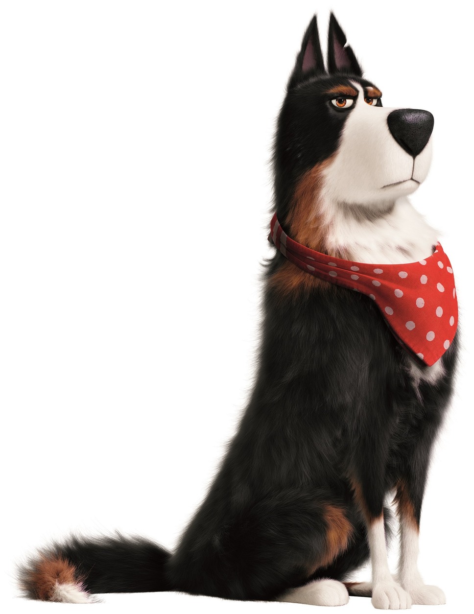 ペット２ 5枚目の写真・画像