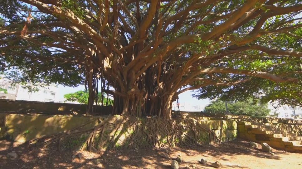 米軍（アメリカ）が最も恐れた男 カメジロー不屈の生涯 5枚目の写真・画像