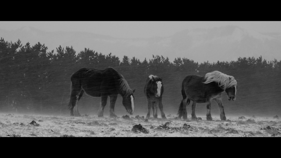 馬ありて 1枚目の写真・画像