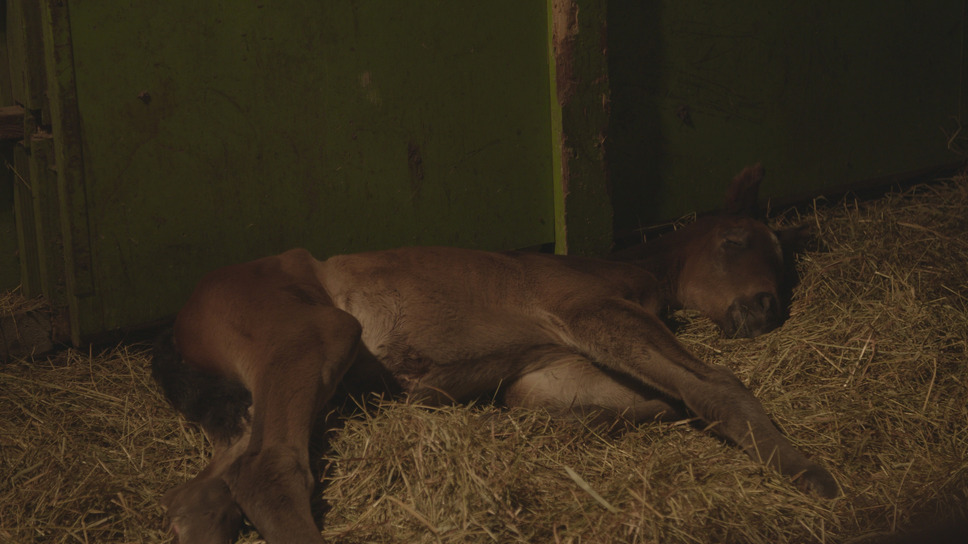 今日もどこかで馬は生まれる 10枚目の写真・画像