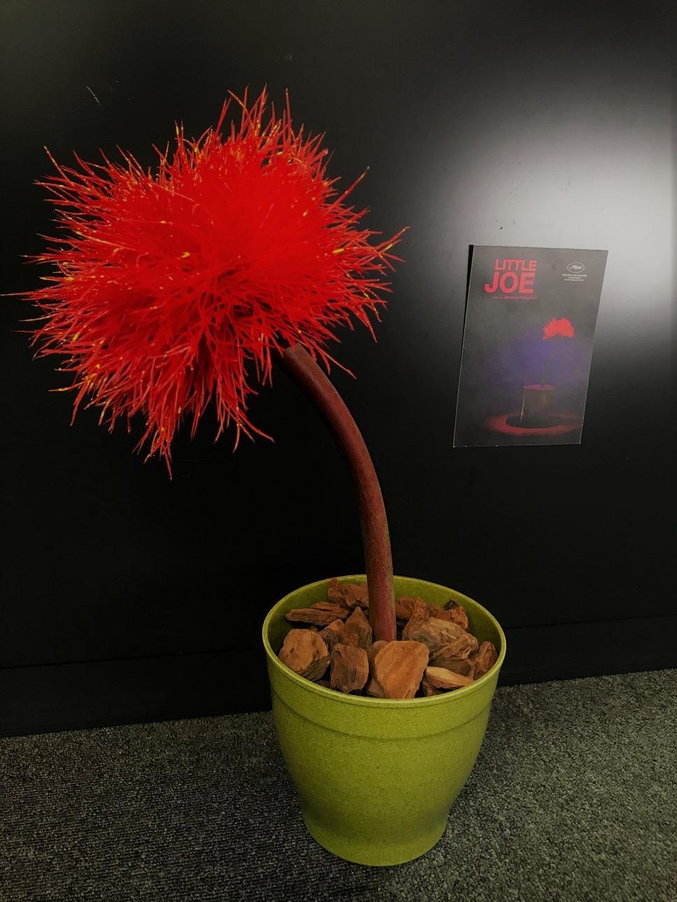 リトル・ジョー 3枚目の写真・画像