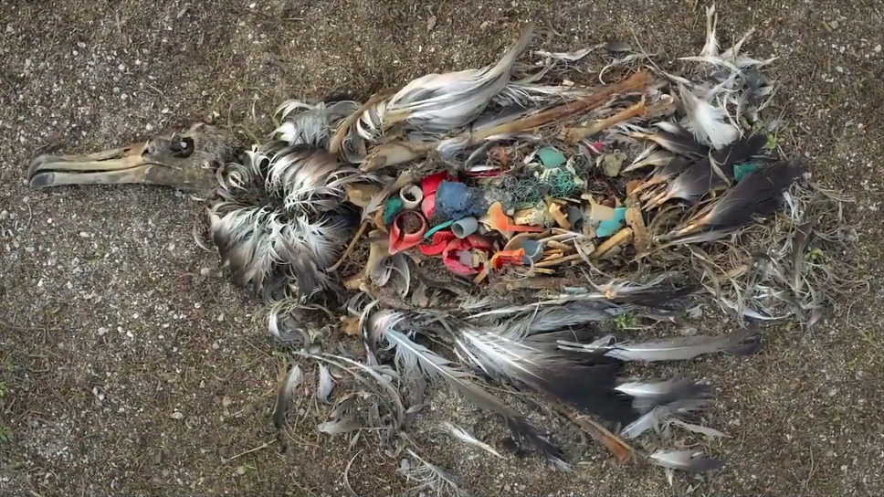 プラスチックの海 4枚目の写真・画像