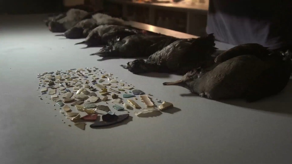 プラスチックの海 9枚目の写真・画像