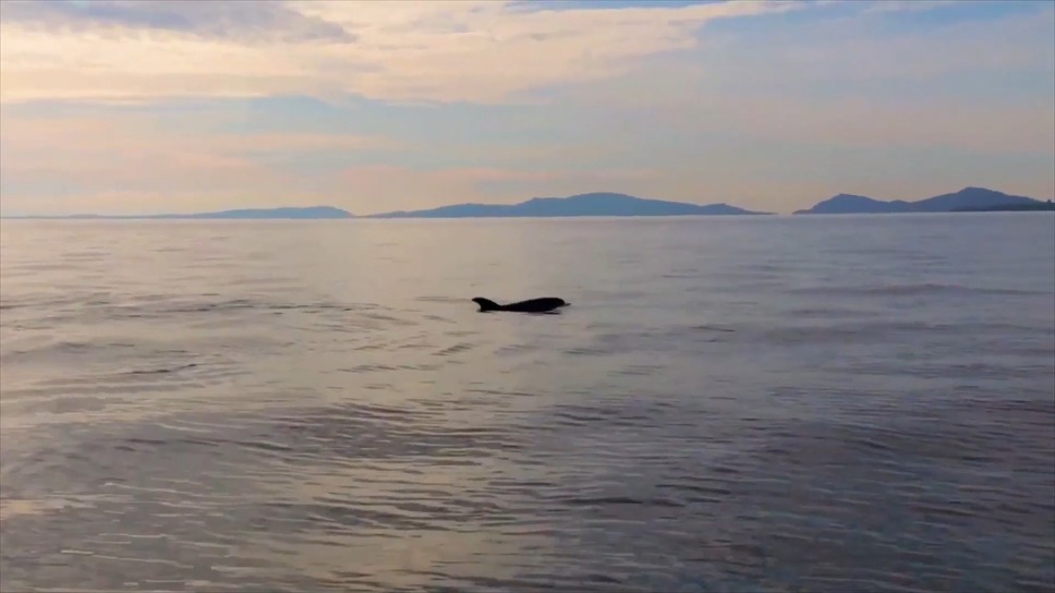 プラスチックの海 10枚目の写真・画像