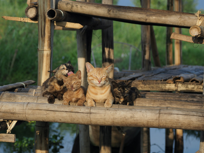劇場版 岩合光昭の世界ネコ歩き　あるがままに、水と大地のネコ家族 2枚目の写真・画像