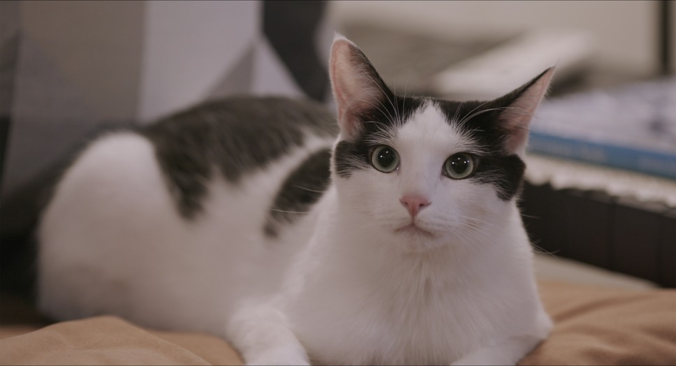 私と猫のサランヘヨ 5枚目の写真・画像