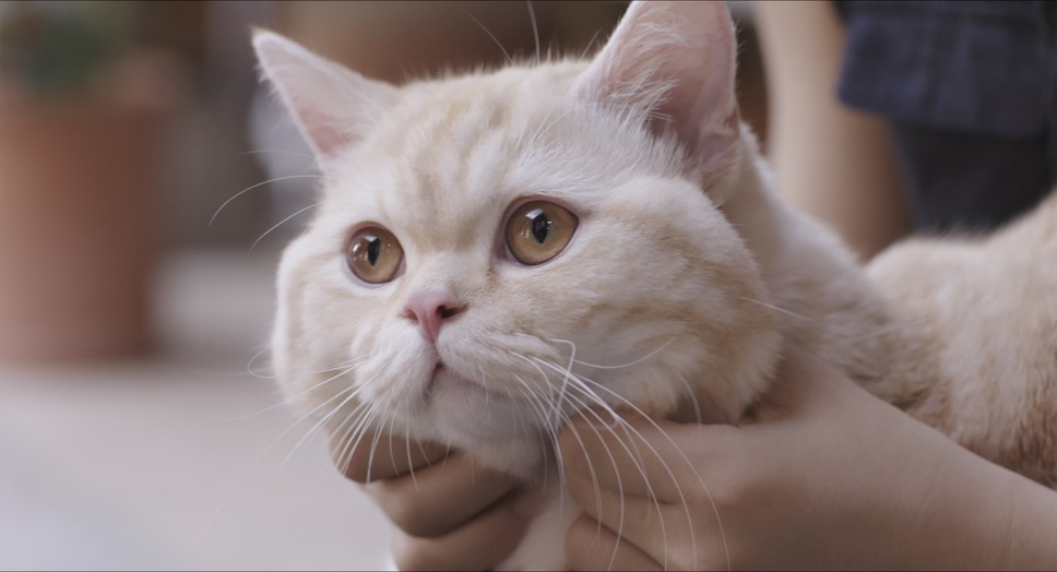 私と猫のサランヘヨ 6枚目の写真・画像