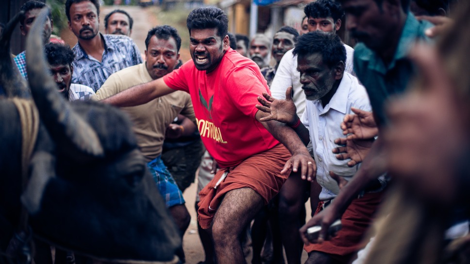 ジャッリカットゥ　牛の怒り 2枚目の写真・画像