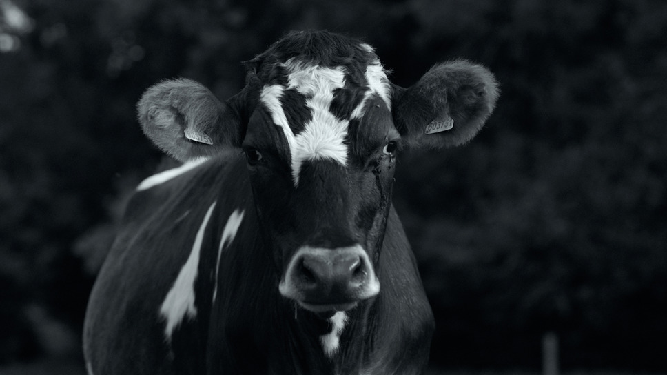 GUNDA／グンダ 5枚目の写真・画像