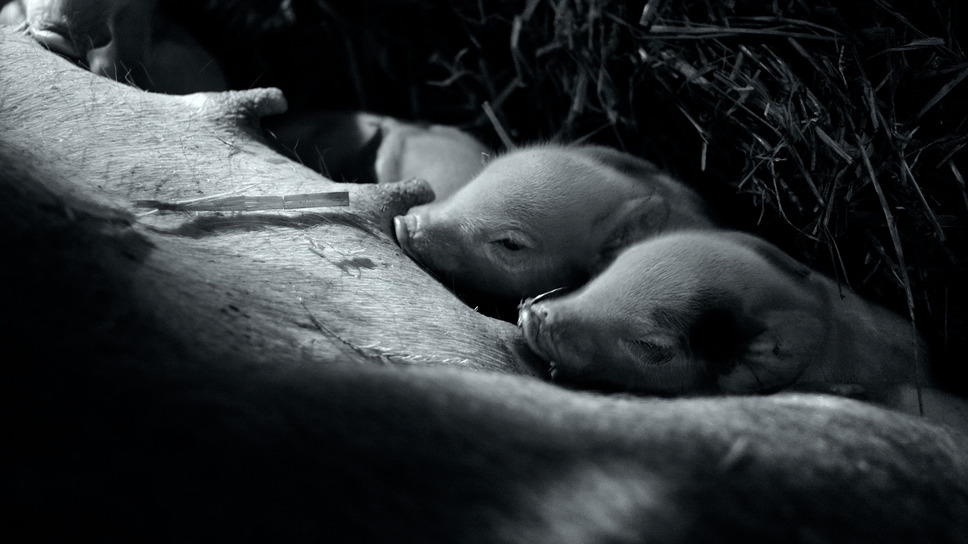 GUNDA／グンダ 6枚目の写真・画像