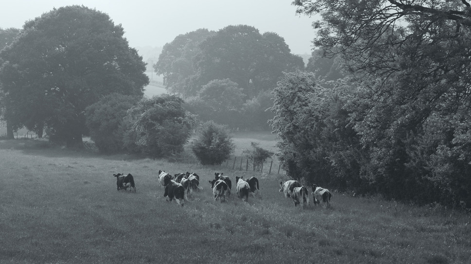 GUNDA／グンダ 8枚目の写真・画像