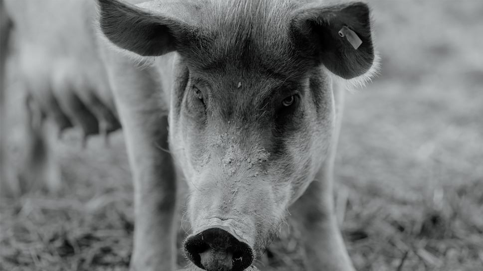 GUNDA／グンダ 11枚目の写真・画像