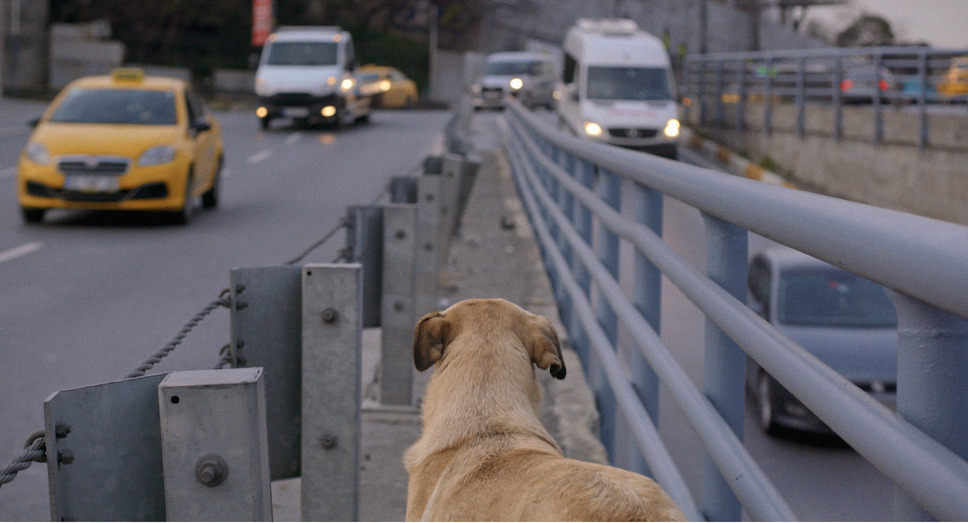 ストレイ 犬が見た世界 9枚目の写真・画像