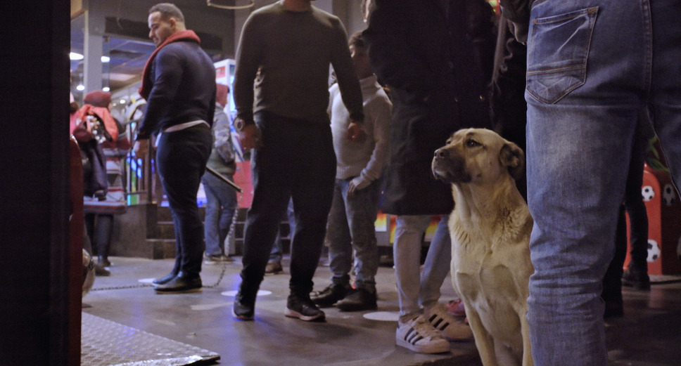 ストレイ 犬が見た世界 12枚目の写真・画像