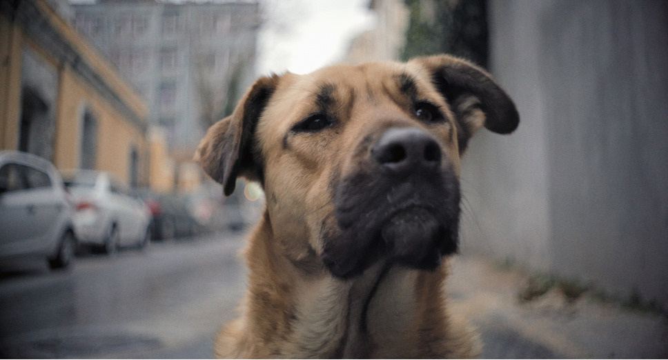 ストレイ 犬が見た世界 13枚目の写真・画像