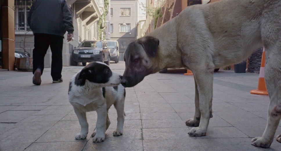 ストレイ 犬が見た世界 14枚目の写真・画像