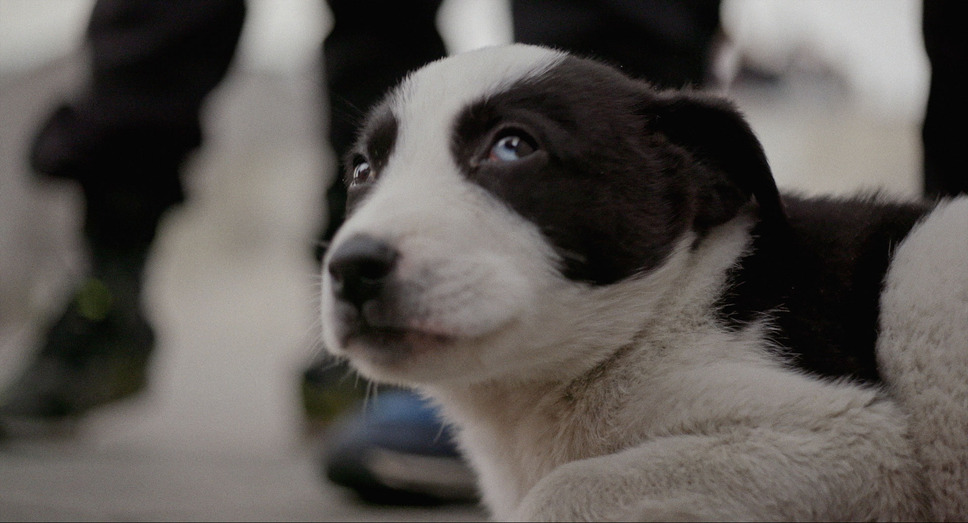 ストレイ 犬が見た世界 15枚目の写真・画像