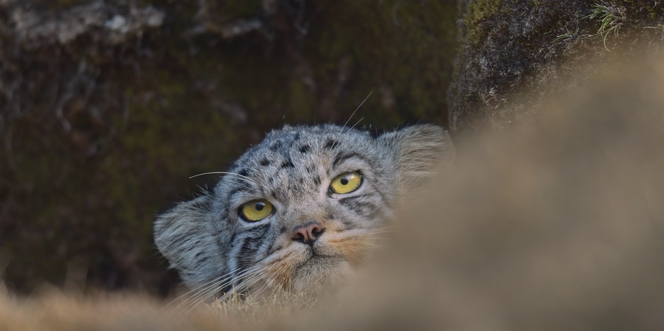 ©PaprikaFilms_KobalannProductions