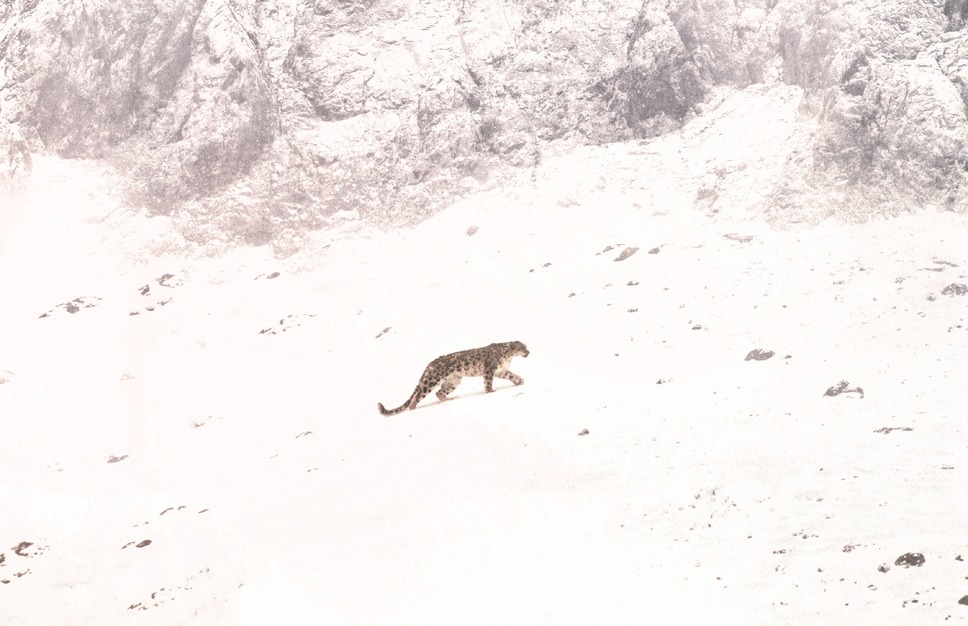 ベルベット・クイーン ユキヒョウを探して 3枚目の写真・画像