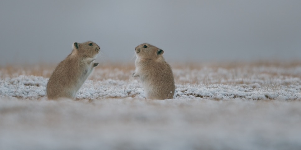 ©PaprikaFilms_KobalannProductions