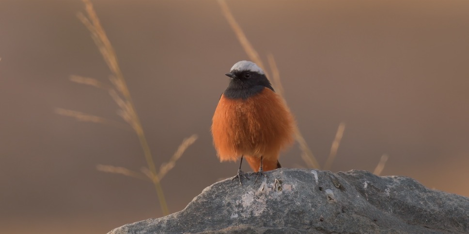 ©PaprikaFilms_KobalannProductions