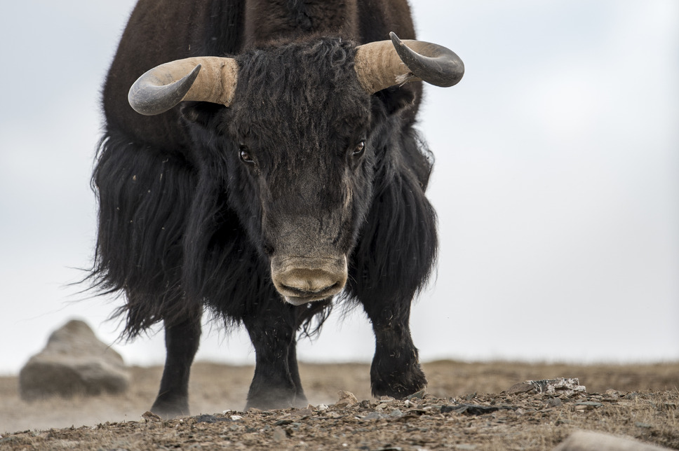 ベルベット・クイーン ユキヒョウを探して 15枚目の写真・画像