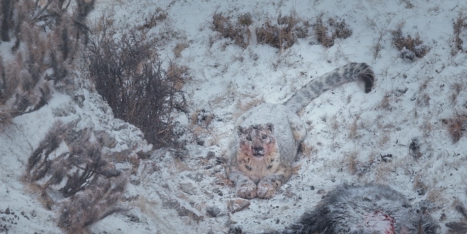 ©PaprikaFilms_KobalannProductions