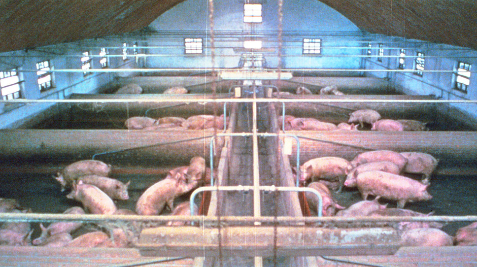 豚小屋 2枚目の写真・画像