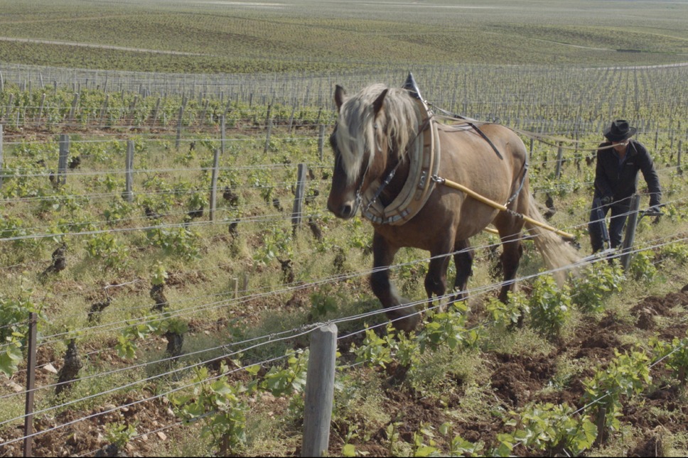 ソウル・オブ・ワイン 5枚目の写真・画像