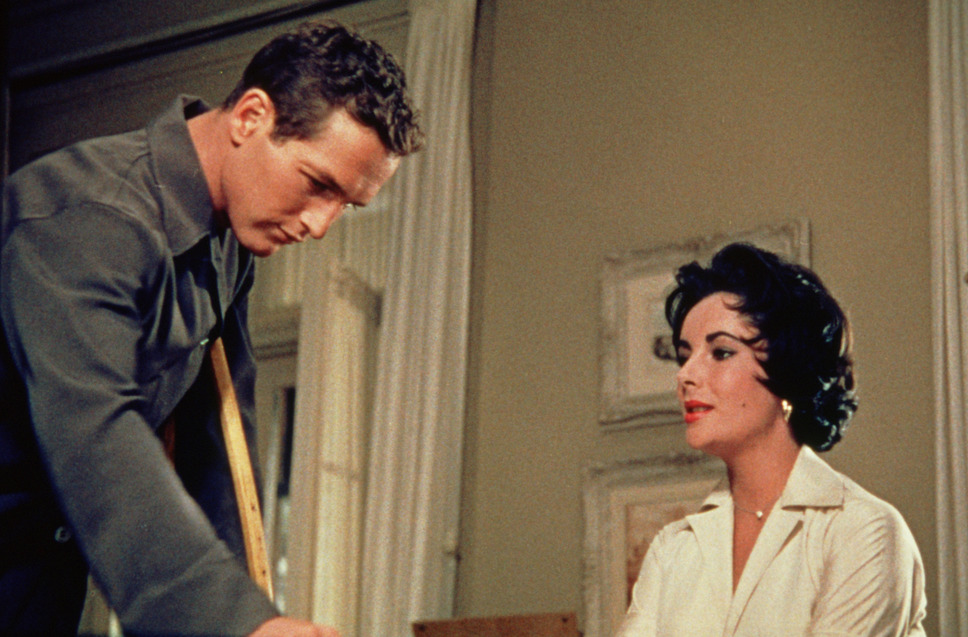 熱いトタン屋根の猫 4枚目の写真・画像