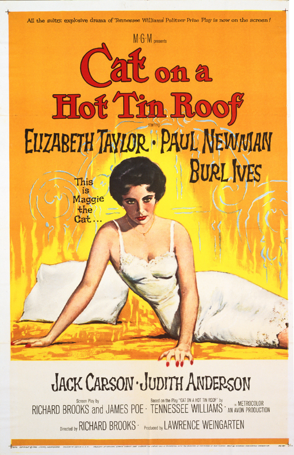 熱いトタン屋根の猫 1枚目の写真・画像