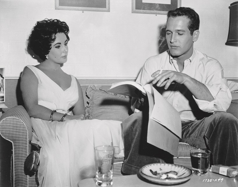 熱いトタン屋根の猫 8枚目の写真・画像