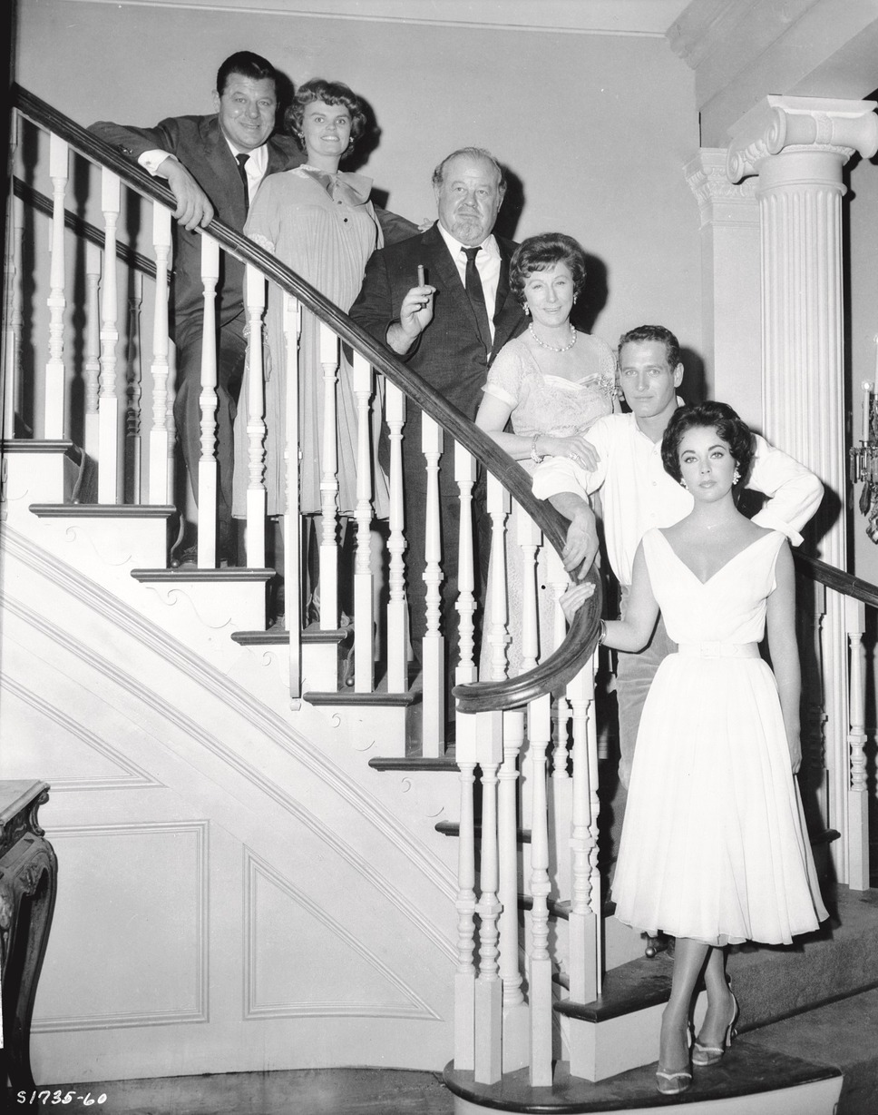 熱いトタン屋根の猫 9枚目の写真・画像