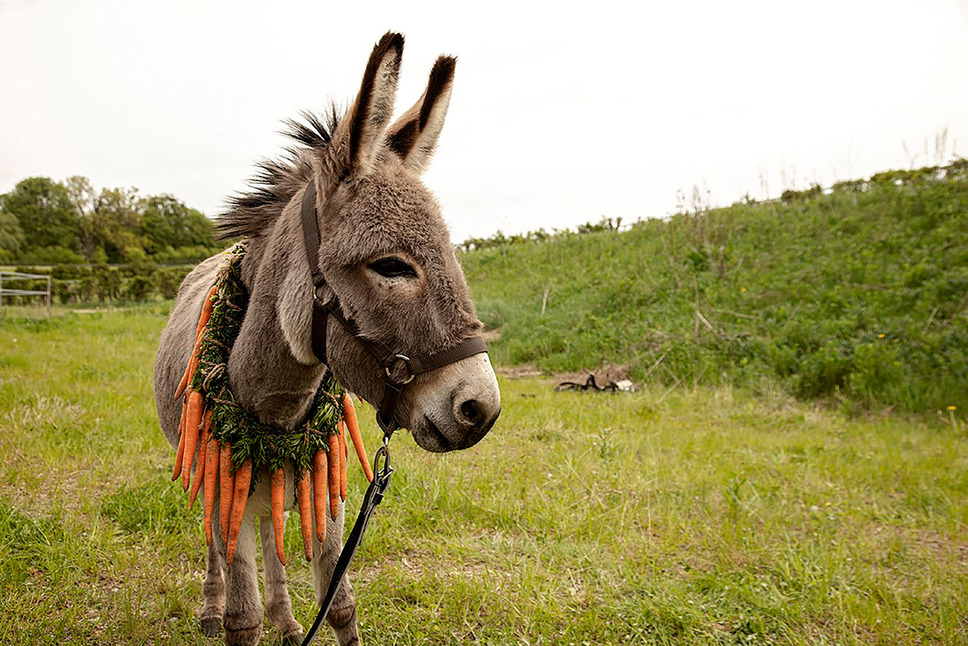 EO イーオー 2枚目の写真・画像