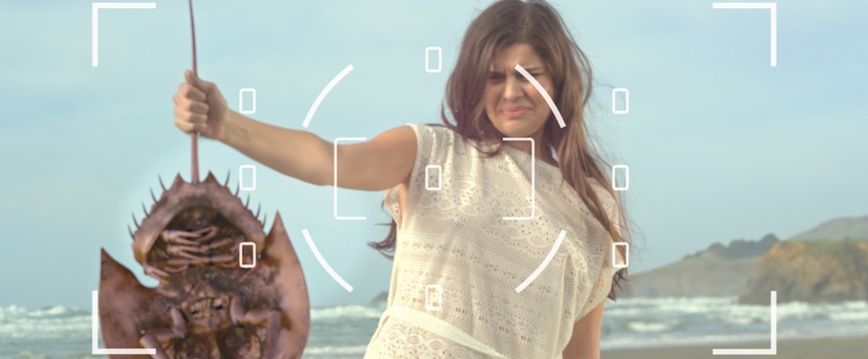 キラーカブトガニ 2枚目の写真・画像