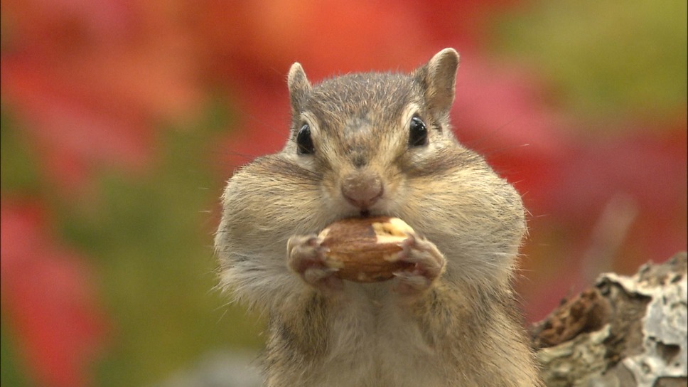 日本列島生きもの超伝説　劇場版ダーウィンが来た！ 2枚目の写真・画像