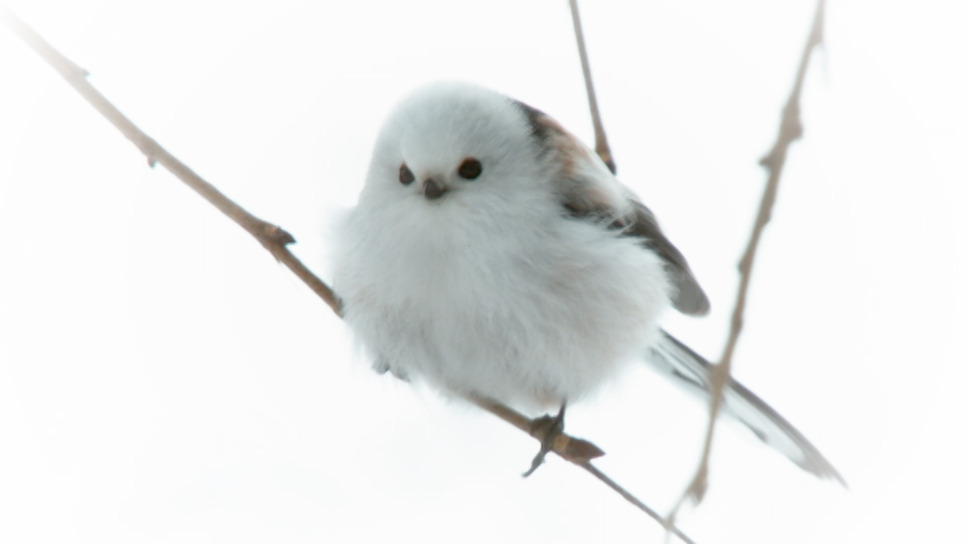 日本列島生きもの超伝説　劇場版ダーウィンが来た！ 3枚目の写真・画像