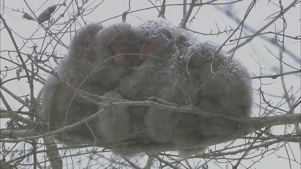 日本列島生きもの超伝説　劇場版ダーウィンが来た！ 5枚目の写真・画像