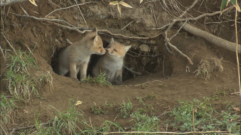 日本列島生きもの超伝説　劇場版ダーウィンが来た！ 8枚目の写真・画像