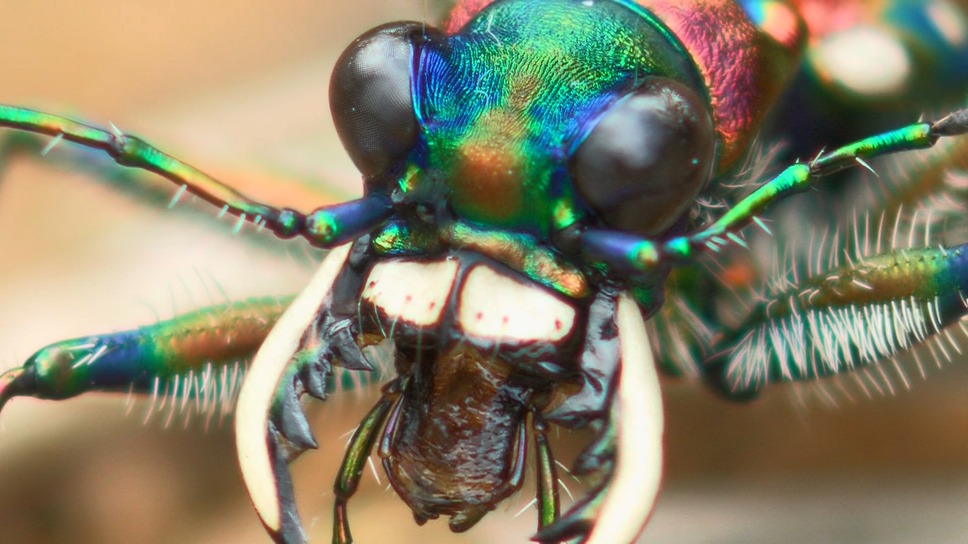 日本列島生きもの超伝説　劇場版ダーウィンが来た！ 10枚目の写真・画像