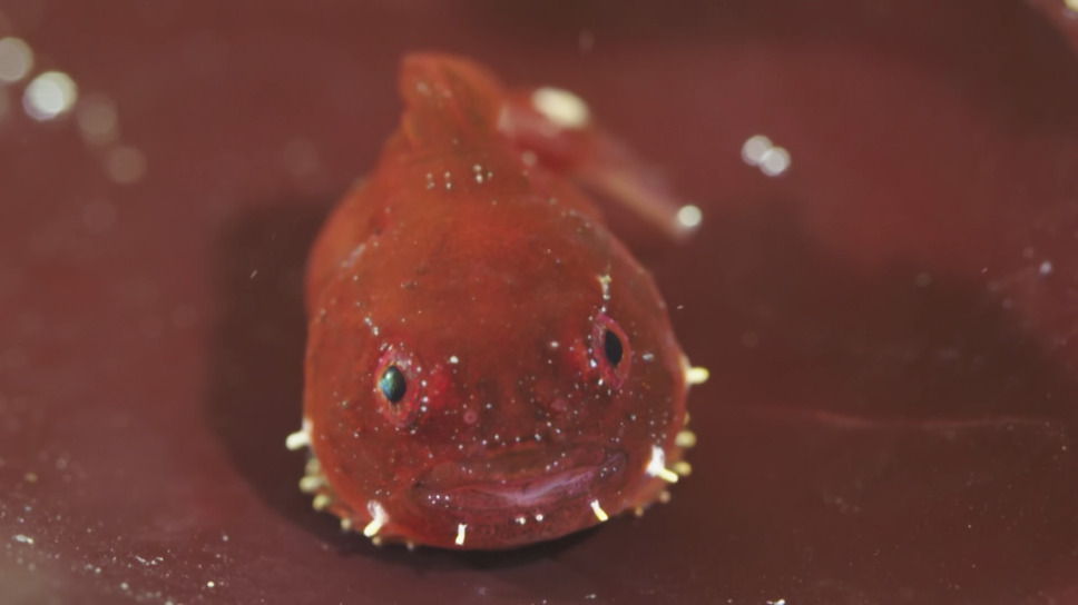 日本列島生きもの超伝説　劇場版ダーウィンが来た！ 11枚目の写真・画像