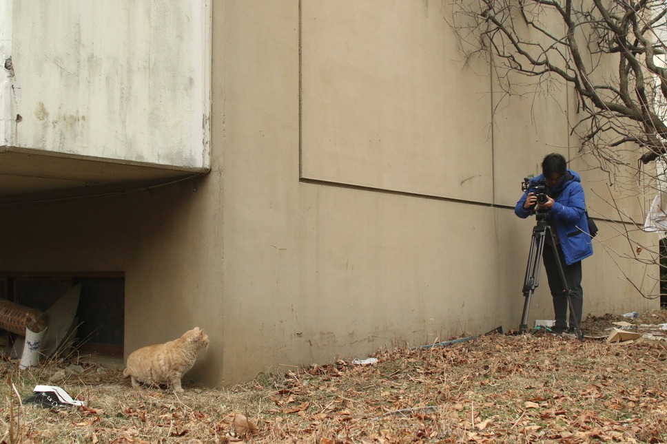 猫たちのアパートメント 13枚目の写真・画像